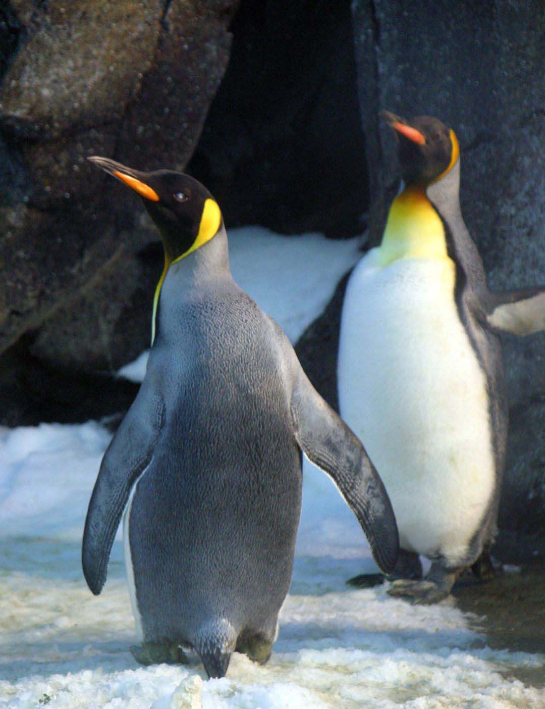 03.05.018 twee koningspinguïn staand