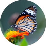 03.06.001 monarchvlinder cirkel