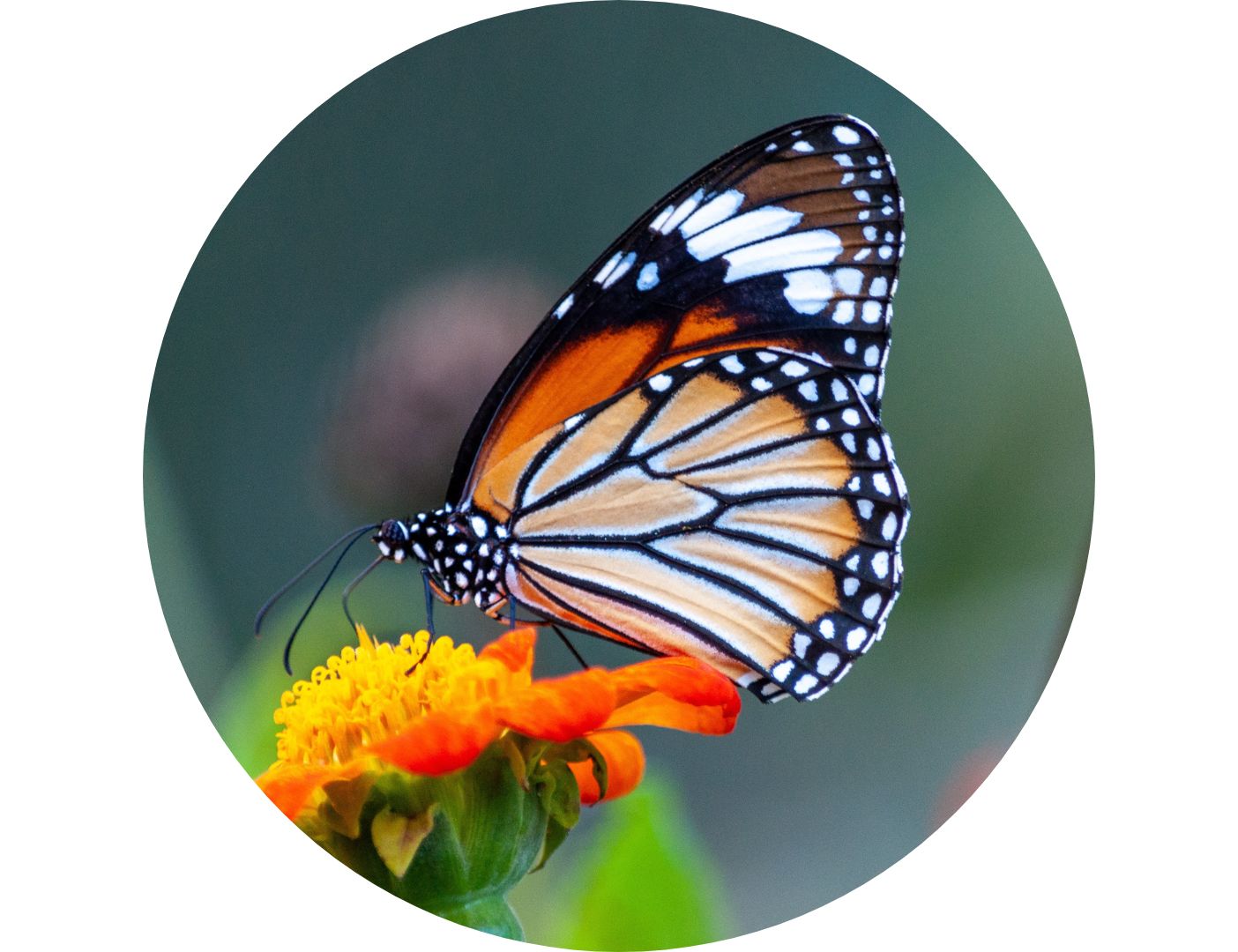 03.06.001 monarchvlinder cirkel