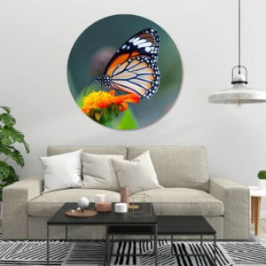 03.06.001-monarchvlinder-woonkamer-sfeer-cirkel