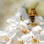 03.06.002 Honing bij liggend