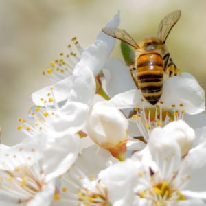 03.06.002 Honing bij liggend