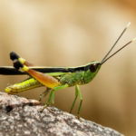 03.06.003 sprinkhaan op steen liggend