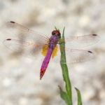 03.06.004 paarse libelle close up liggend