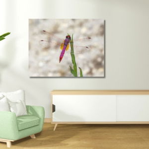03.06.004-paarse-libelle-close-up-woonkamer-sfeer-liggend