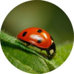 03.06.005 lieveheersbeestje close up cirkel