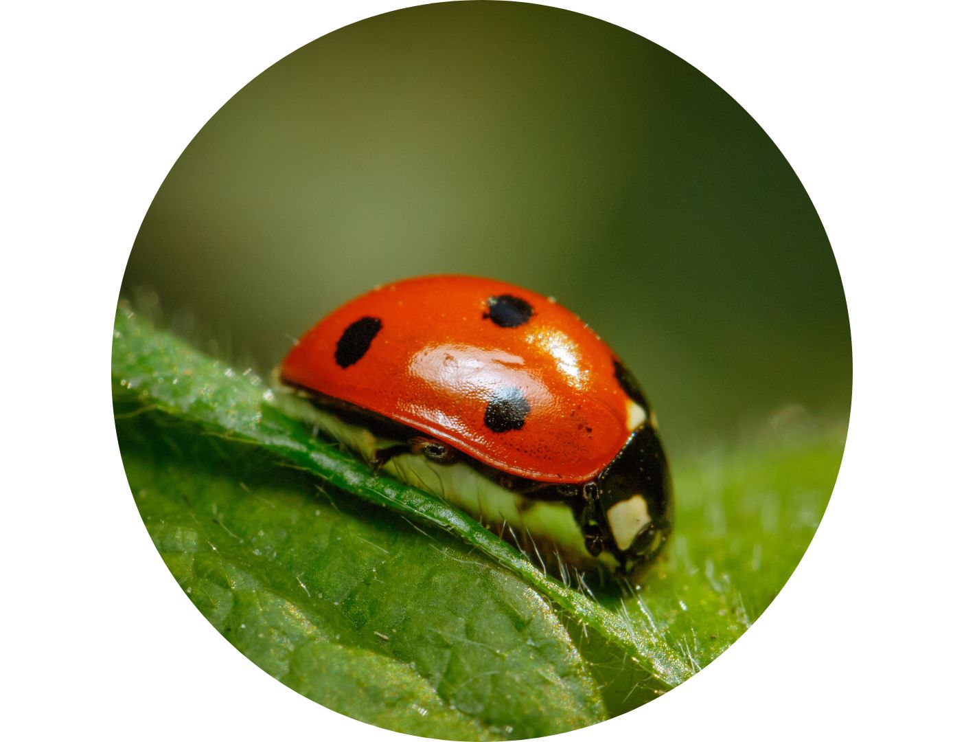 03.06.005 lieveheersbeestje close up cirkel