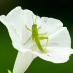 03.06.006 sprinkhaan op witte bloem liggend