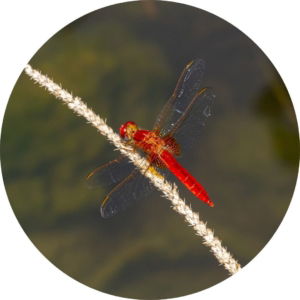 03.06.007 rode libelle cirkel