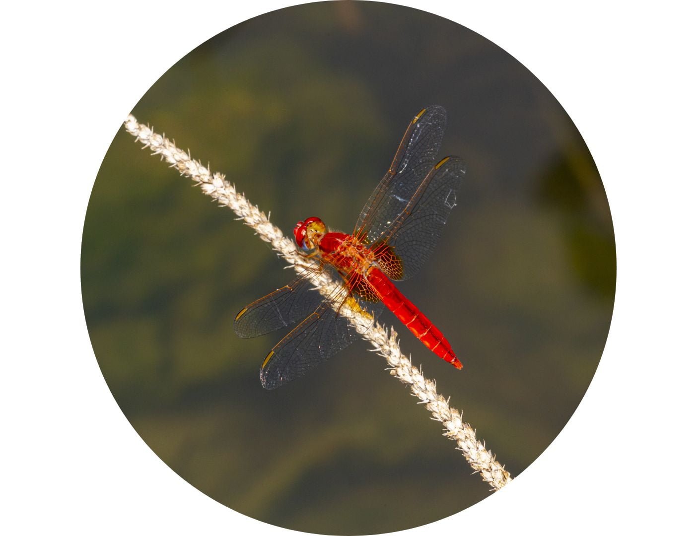 03.06.007 rode libelle cirkel