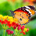 03.06.008 kleine manarchvlinder liggend