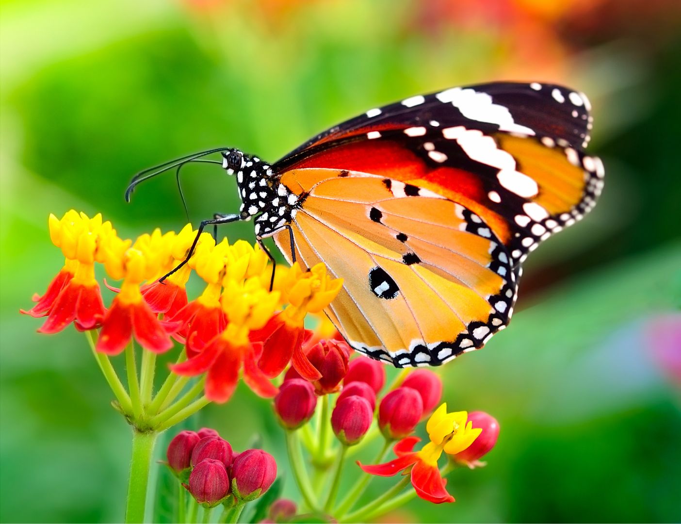 03.06.008 kleine manarchvlinder liggend