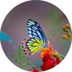 03.06.009 delias eucharis vlinder cirkel