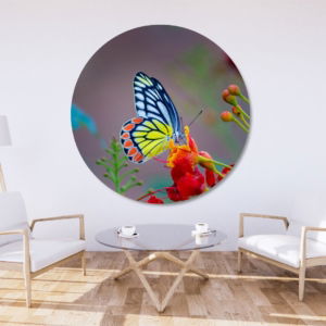 03.06.009-delias-eucharis-vlinder-woonkamer-sfeer-cirkel