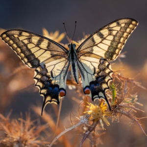 03.06.010 papiloi machaon vlinder liggend