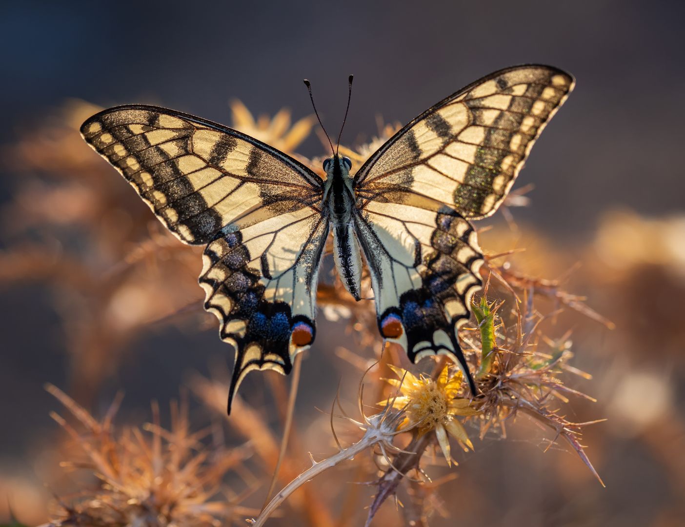 03.06.010 papiloi machaon vlinder liggend