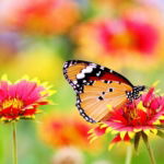 03.06.011 oranje vlinder in bloementuin liggend