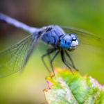 03.06.012 zeldzame blauwe drakenvlieg close up liggend