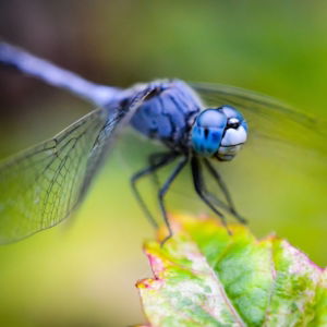 03.06.012 zeldzame blauwe drakenvlieg close up liggend