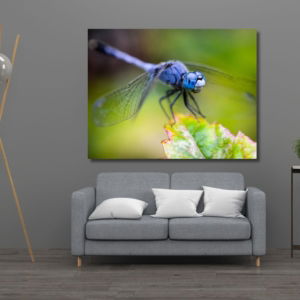 03.06.012-zeldzame-blauwe-drakenvlieg-close-up-woonkamer-sfeer-liggend