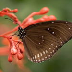 03.07.002-bruine-vlinder-op-rode-bloemen-liggend