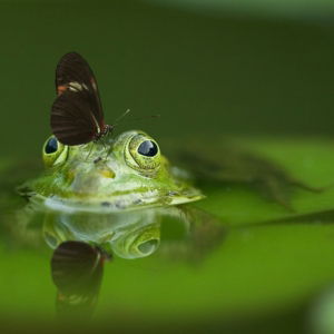 03.07.003-kikker-met-vlinder-liggend