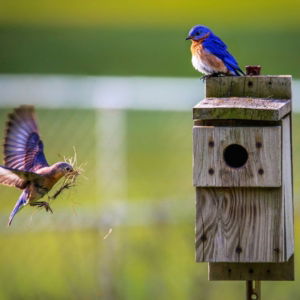 03.07.004-active-vogels-bij-vogelnest-liggend