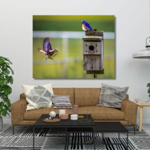 03.07.004-active-vogels-bij-vogelnest-woonkamer-sfeer-liggend