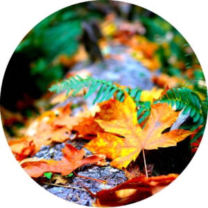 03.07.013 herfst bladeren cirkel