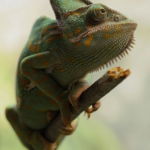 03.07.014 jemenkameleon staand