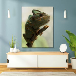 03.07.014 jemenkameleon woonkamer sfeer staand