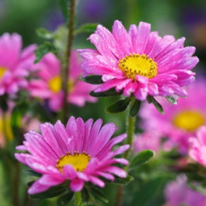 03.07.017 aster alpinus staand