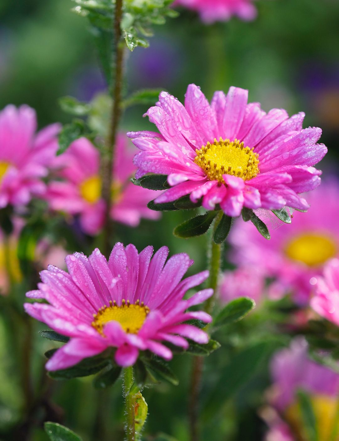 03.07.017 aster alpinus staand