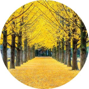 04.01.005 ginkgoboom in nami island korea cirkel