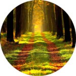 04.01.008 bospad in de herfst cirkel