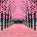 04.01.010 pink tree nami island, korea liggend