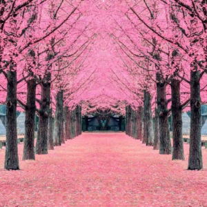 04.01.010 pink tree nami island, korea liggend